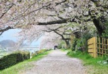 Sakura Sightseeing In Kyoto (2)