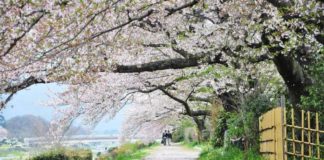 Sakura Sightseeing In Kyoto (2)
