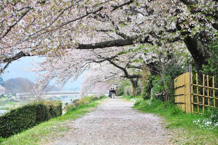 Sakura Sightseeing In Kyoto (2) - WAttention.com