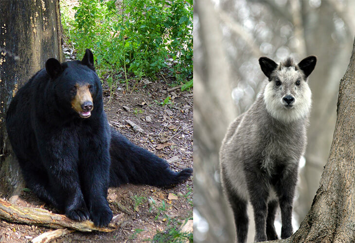 Black bear and Japanese serow