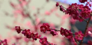 Perfect Plum Tree Blossoms