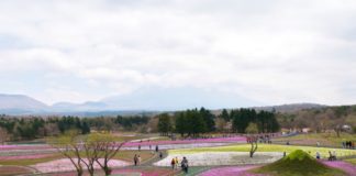 Five Activities at Fuji Five Lakes in Japan Shibazakura Festival