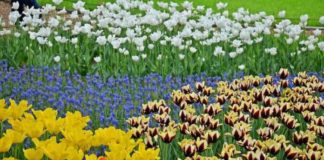 Flower Festival in Tachikawa’s Showa Kinen Park Showa Kinen Park