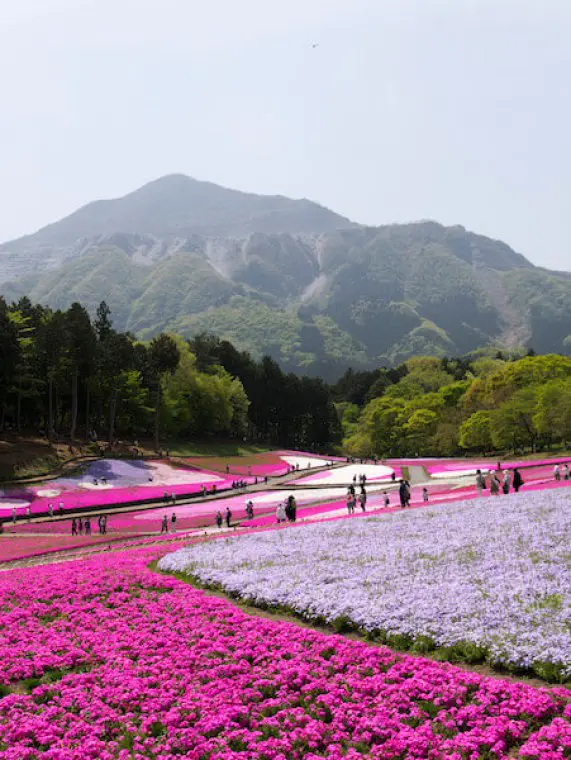 Chichibu Pink Paradise: Shibazakura at Hitsujiyama Park in Chichibu