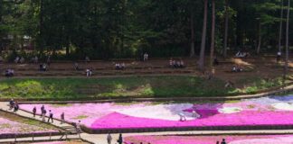 Flower Hills of Chichibu Shibazakura