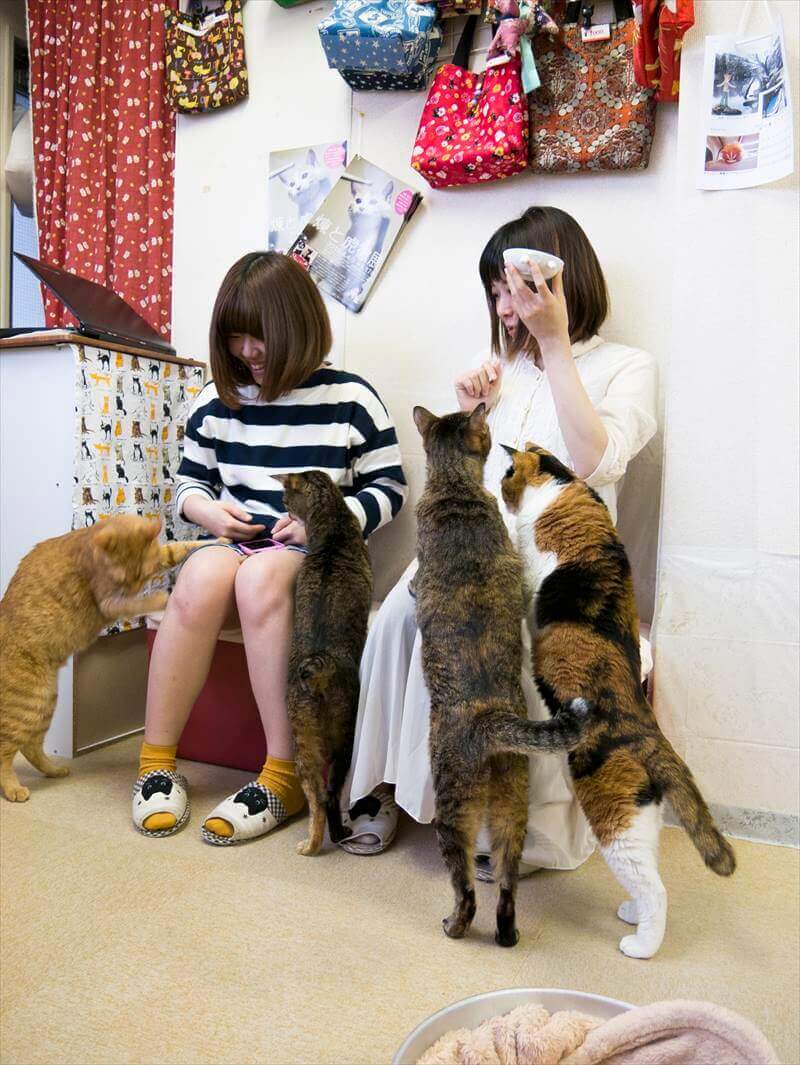 Rescue Cat Café