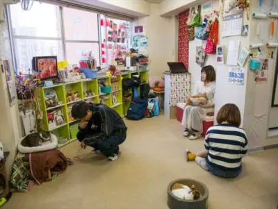 Rescue Cat Café