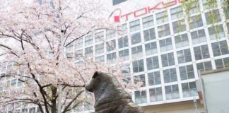Sakura Hachiko