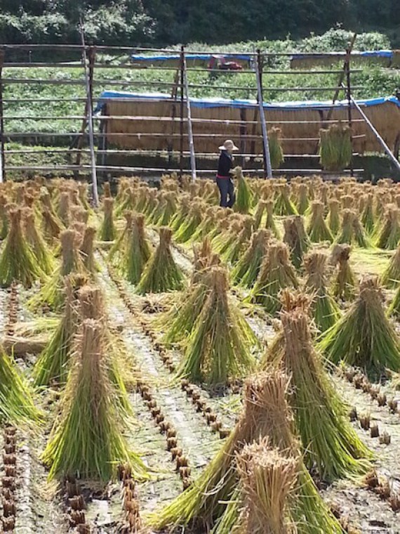 Traditional Rice Harvesting in Japan