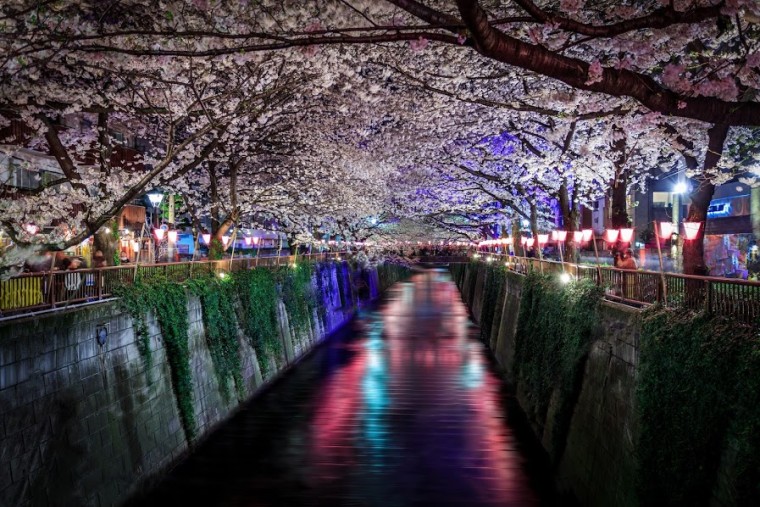 Nakameguro Cherry Blossom