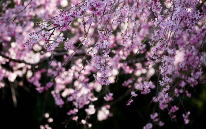 Close up cherry blossom