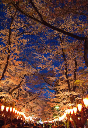 cherry blossoms night view