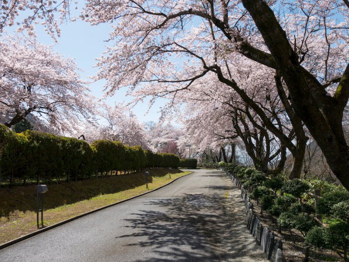 enjoying the sakura in the park