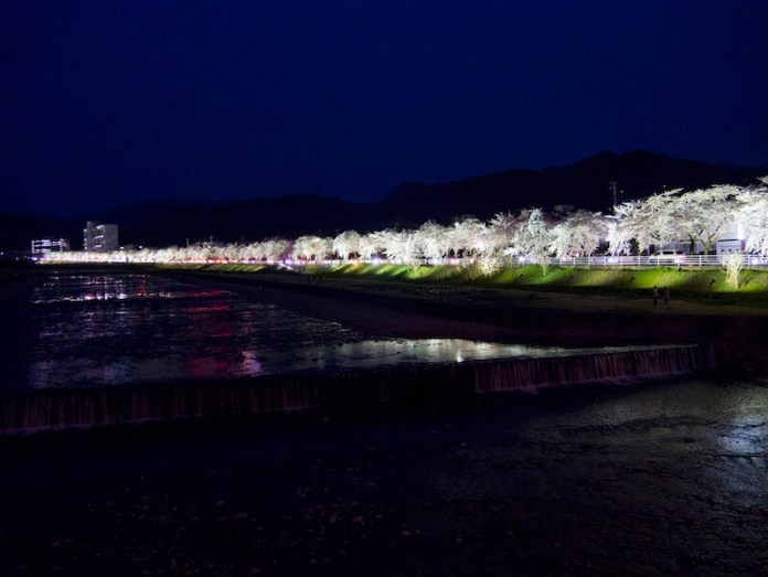 Nighttime Cherry Blossoms at Mamigasaki River in Yamagata
