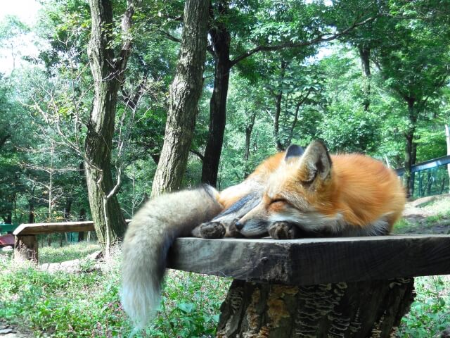 kitsune sleeping