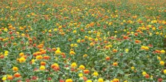 Benibana – Japanese Safflower