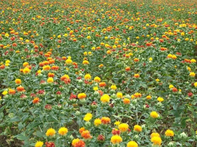 明治　本紅花　紅 Benibana - Japanese Safflower - WAttention.com