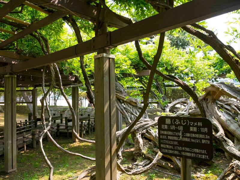 Japanese wisterias