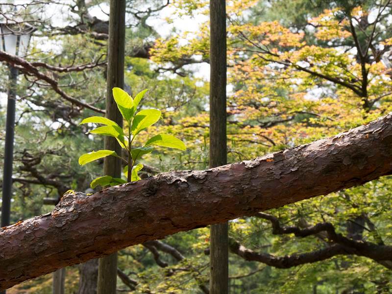 This Tree