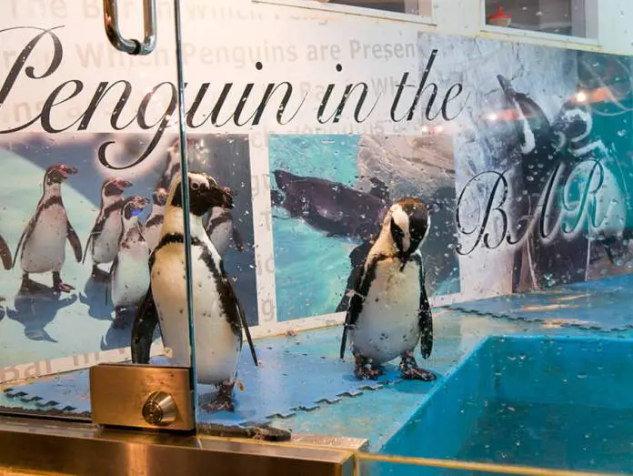 The Incredible and Beautiful penguins seating chart