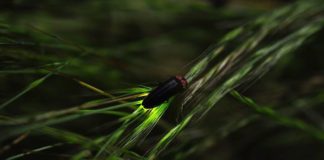 Firefly Night in Shibuya Firefly Night in Shibuya