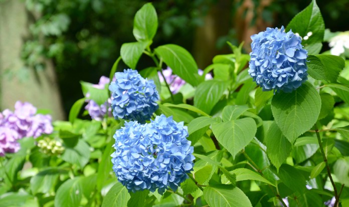 Kamakura Ajisai Hydrangea Tour 2 Jochi Ji Wattention Com