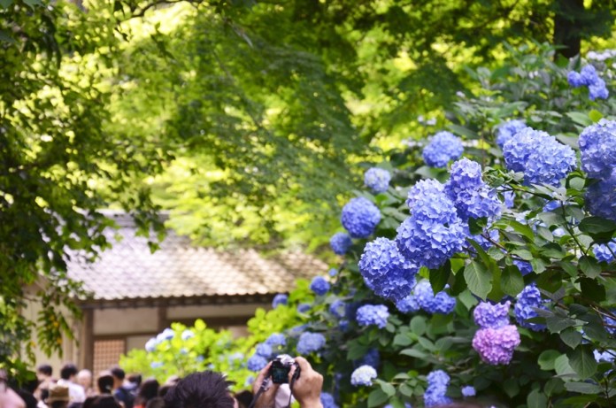 Kamakura Ajisai Hydrangea Tour 3 Meigetsu In Wattention Com