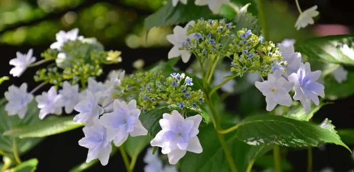 Tokei-ji ajisai Hydrangea