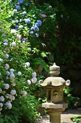 Tokei-ji ajisai Hydrangea