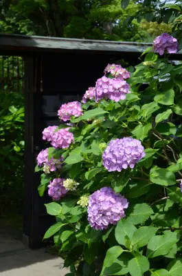 Tokei-ji ajisai Hydrangea