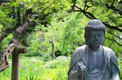 Tokei-ji ajisai Hydrangea