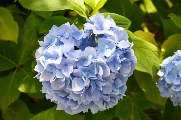 Tokei-ji ajisai Hydrangea