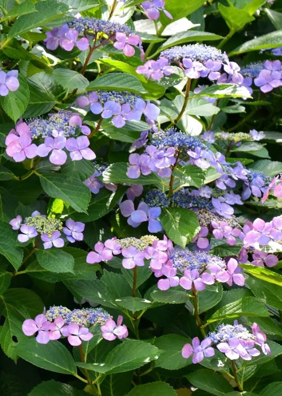 Tokei-ji ajisai Hydrangea