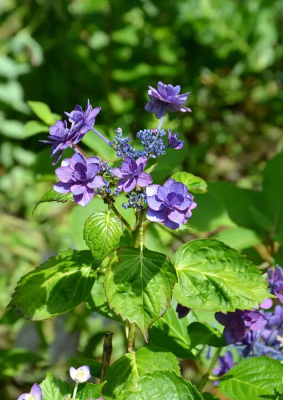 Tokei-ji ajisai Hydrangea