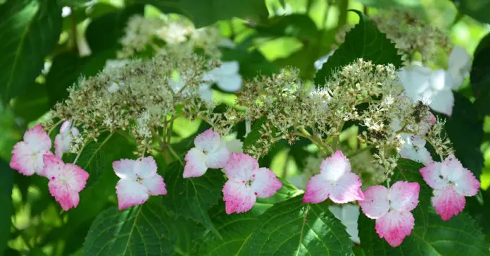 Tokei-ji ajisai Hydrangea