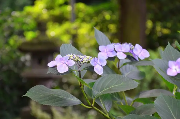 Hydrangea