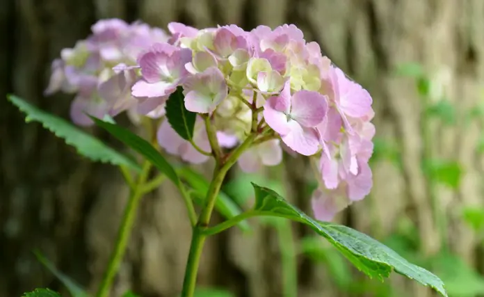 Hydrangea