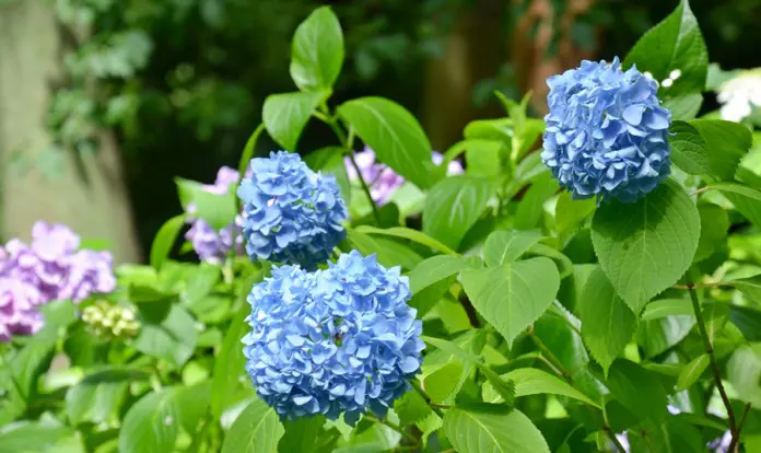 Hydrangea