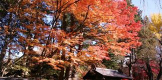 Step Back in Time: Kakunodate’s Samurai Residences, Akita Prefecture Kakunodate’s Samurai Residences