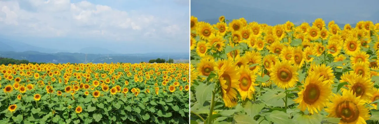 Hokuto City Akeno Sunflower Festival