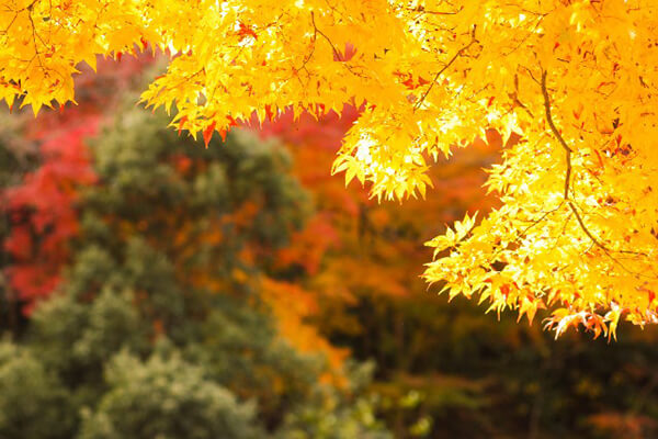 Japanese Autumn Activity: Maple Hunting