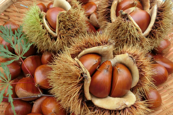 Japanese Chestnut Gathering