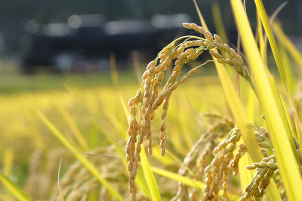 Traditional Japanese Rice Harvest