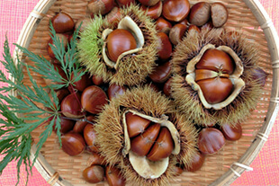 Chestnut