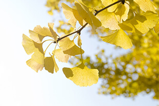 Ginkgo