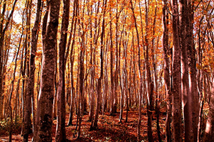 Japanese Beech