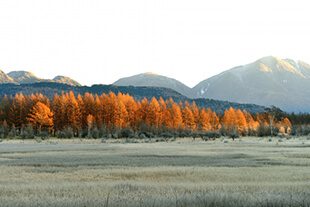 Japanese Larch