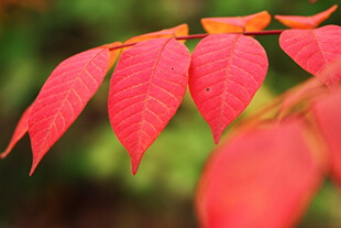 Japanese Sumac