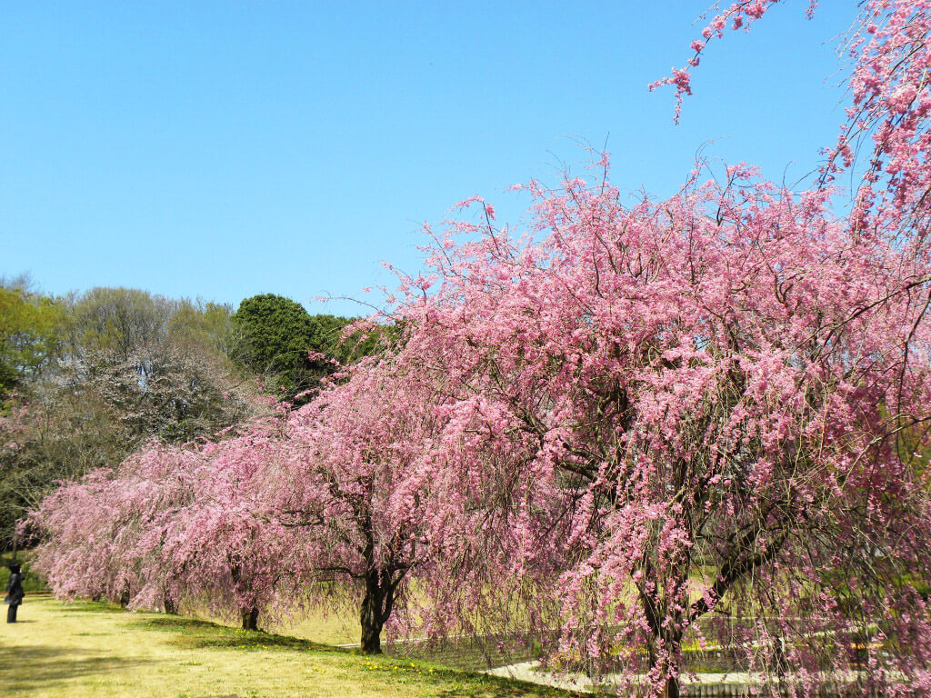 a Weeping Cherry and Magnolias
