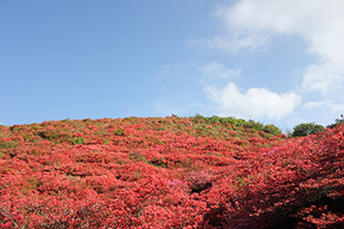 Rhododendron